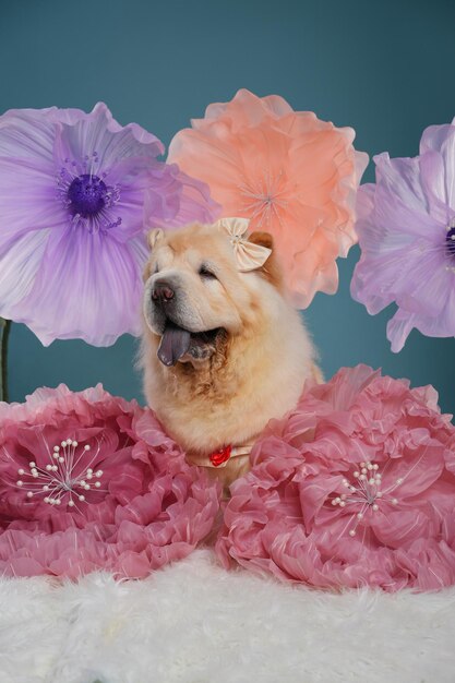 Photo photo dog on a blue background studio photo of a dog pet