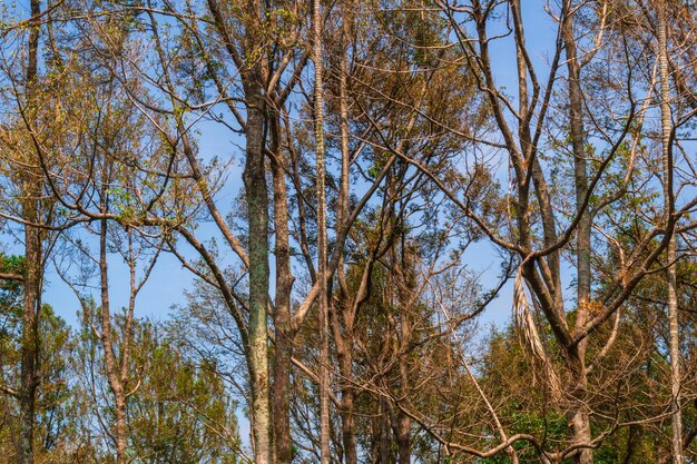 Photo of a dry durian tree against a blue sky background