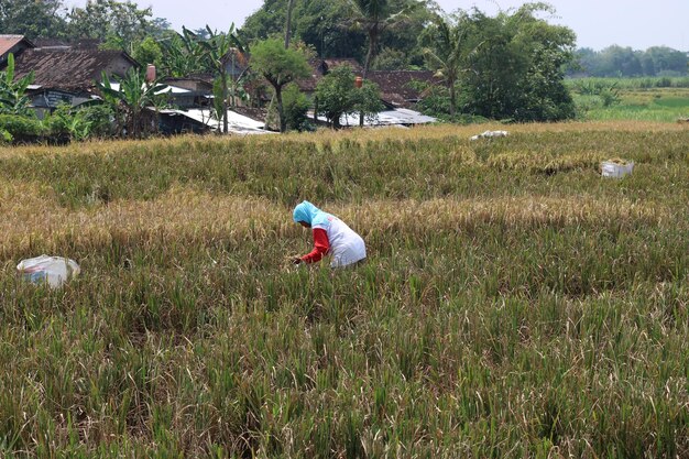 Photo of farmer39s activities in the fields