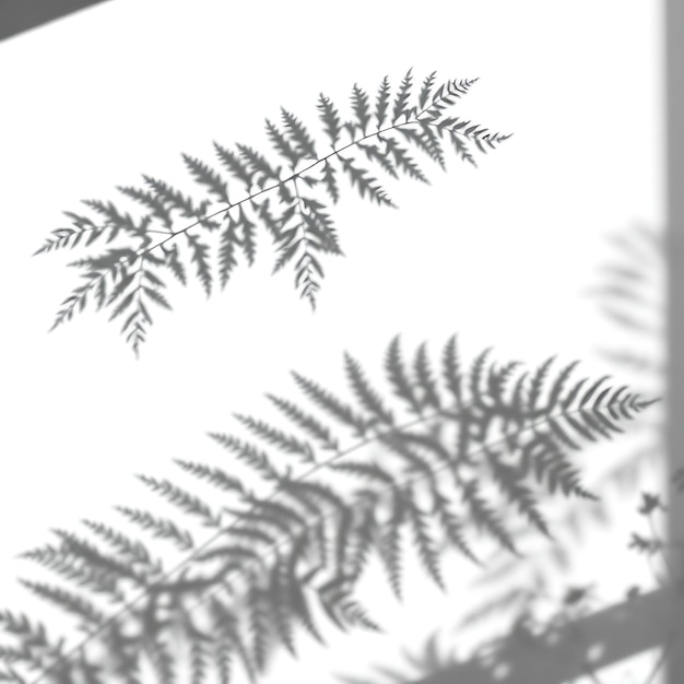 Photo of Fern Leaf Shadows Intricate Repeating Patterns of Fronds Ornate Lace Like Designs Captiv