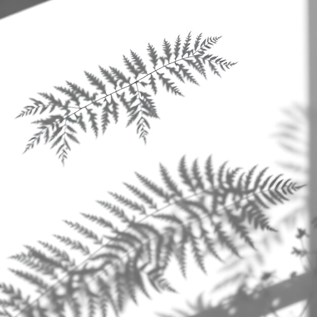 Photo photo of fern leaf shadows intricate repeating patterns of fronds ornate lace like designs captiv