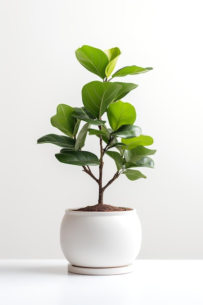 Photo of Ficus lyrata in minimalist pot as houseplant for home decoration on white table