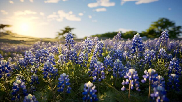 Photo a photo of a field of bluebonnets