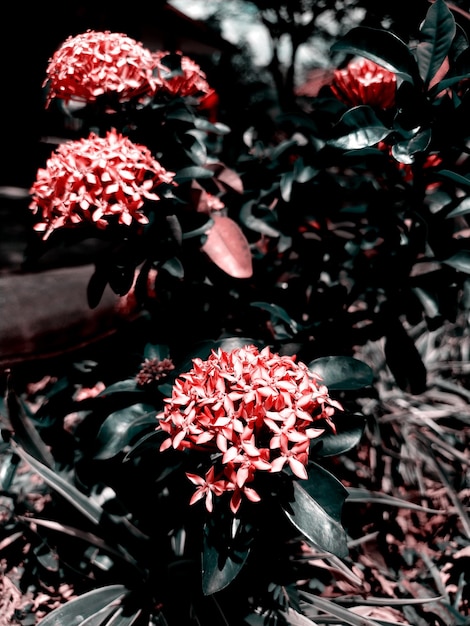 Photo of fiery red leaves photo edit of red flowers in dark and gloomy shades