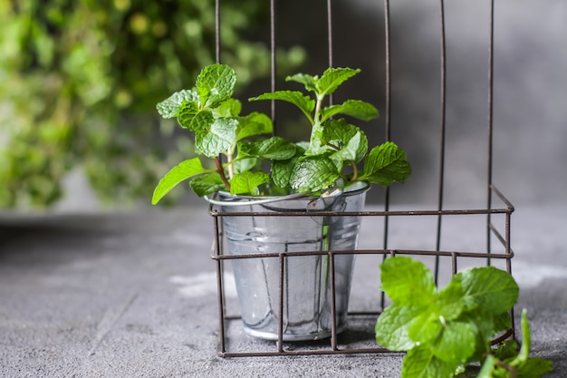 Photo of fresh mint in a pot