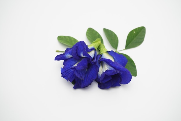 Photo of fresh pea flowers used for tea.