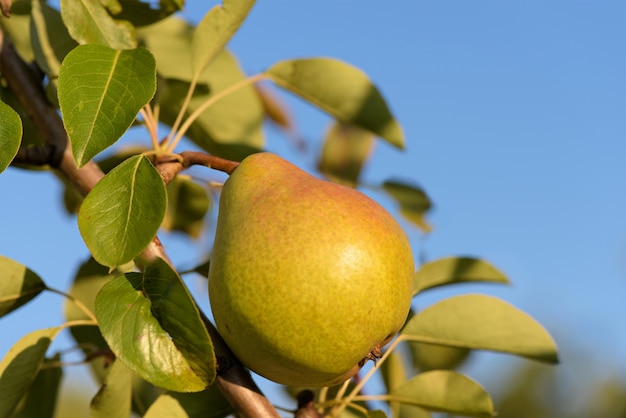 Photo of fresh ripe pear on a tree