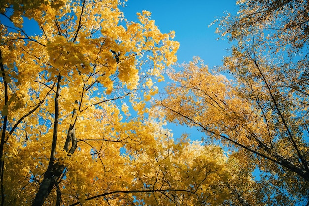 Photo from below autumnal tree and sky