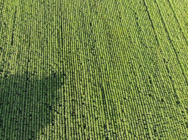 Photo from the copter. Spacious farm green fields with a large harvest plantation for harvesting. Natural ecological rural surroundings. The concept of agriculture.