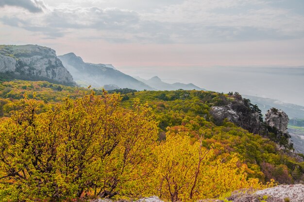 Photo from top of Ai-Petri mountain, tree grows on rock, beautiful horizon and blue sky with white clouds