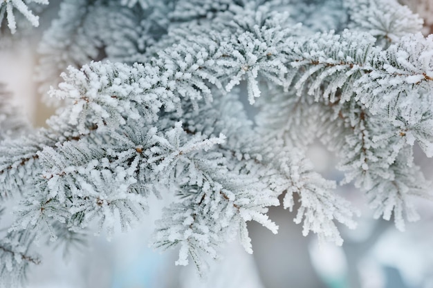 Photo of frozen fir tree background branches of evergreen tree