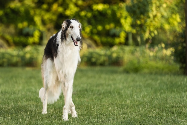 Photo of a fulllength Russian wolfhound in the backyard free space for insertion