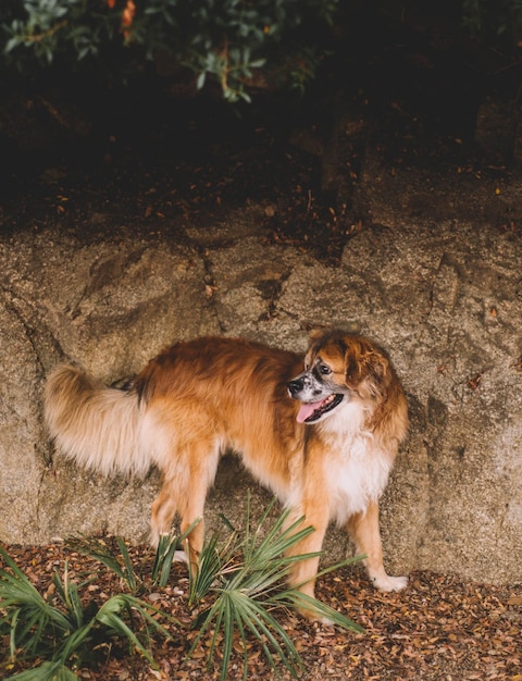 photo of a furry old dog on the street.