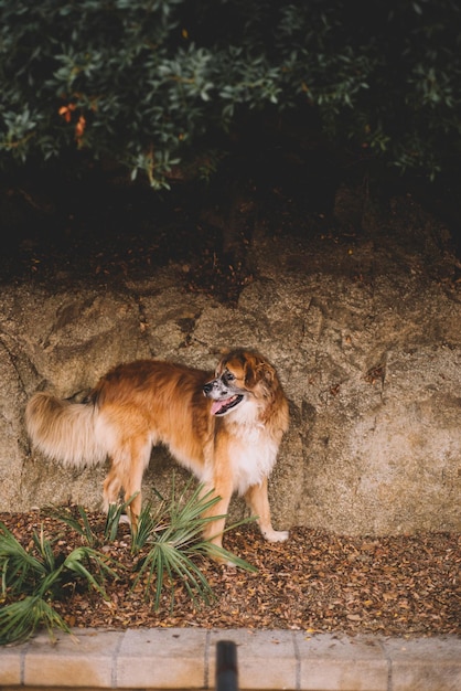 photo of a furry old dog on the street.