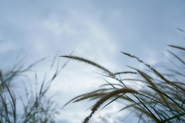 Photo of grass flowers natal grass natal redtop ruby grass outdoors