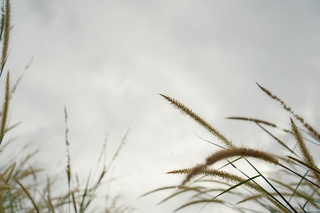 Photo of grass flowers natal grass natal redtop ruby grass outdoors