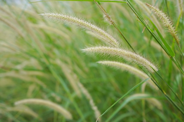 Photo of grass flowers natal grass natal redtop ruby grass outdoors