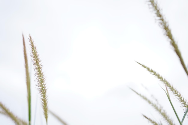 Photo of grass flowers natal grass natal redtop ruby grass outdoors