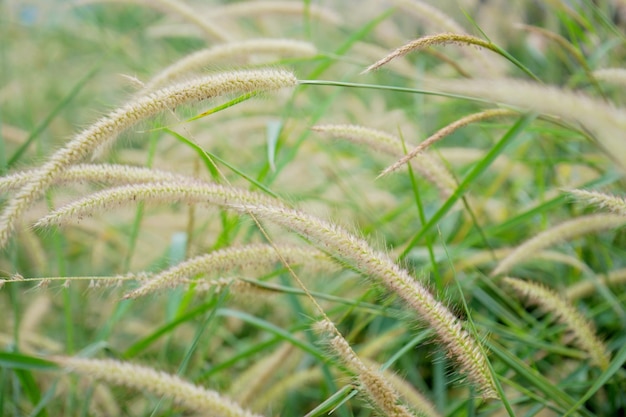 Photo of grass flowers natal grass natal redtop ruby grass outdoors