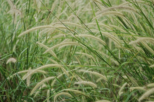 Photo of grass flowers natal grass natal redtop ruby grass outdoors