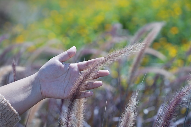 Photo of grass flowers natal grass natal redtop ruby grass outdoors