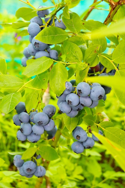 Photo of great bilberry