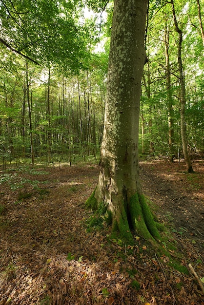 A photo of green and lush forest A photo of green and lush forest