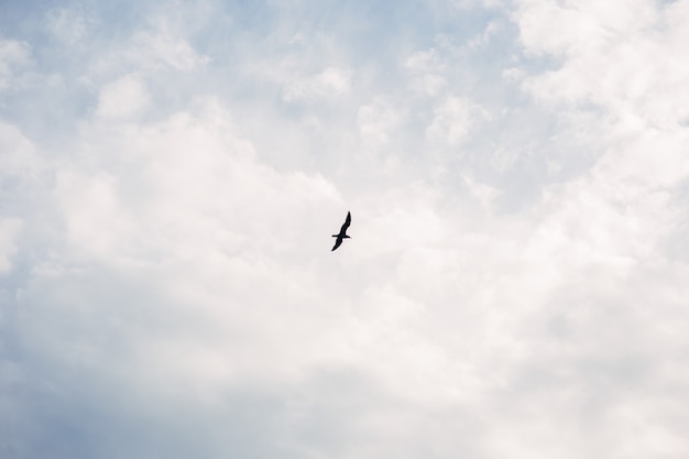 Photo of gull in sky with clouds