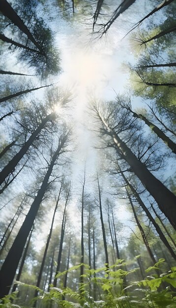 A photo of the heaven and seen from the ground of a forrest landscape