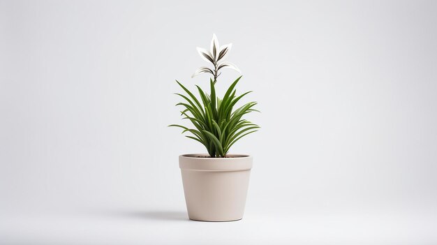 Photo of houseplant in minimalist pot on white background