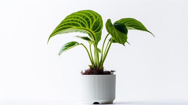 Photo of houseplant in minimalist pot on white background