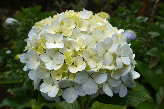 Photo hydrangea flower in close up