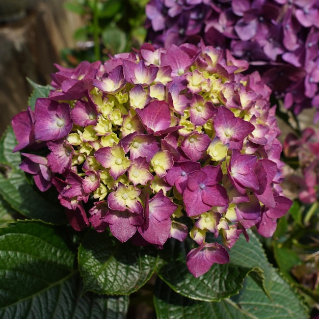 Photo hydrangea flower in close up