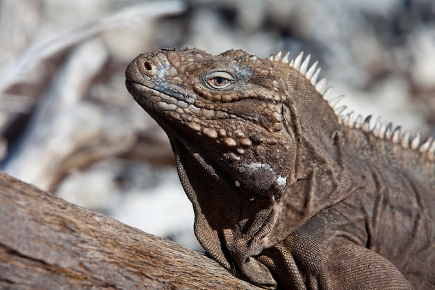 Photo - iguana on island in the Caribbean sea