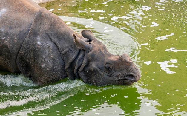 Photo of Indian rhinoceros Rhinoceros unicornis entering the water