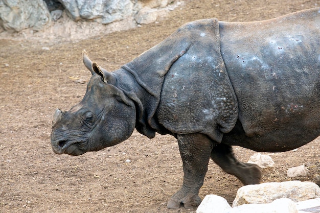 Photo of Indian rhinoceros Rhinoceros unicornis