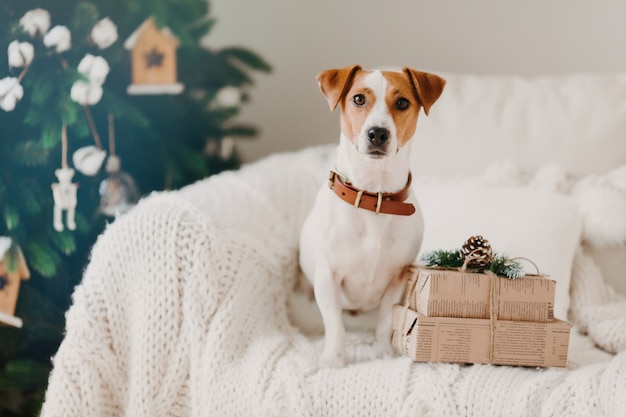 Photo photo of jack russell dog sits on sofa in living room near two gift boxes, awaits for winter holidays, decorated christmas tree behind. 