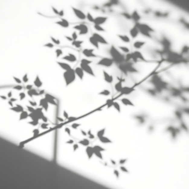 Photo of Linden Leaf Shadows Creating Heart Shaped Silhouettes Soft Smooth Transitions With a Deli