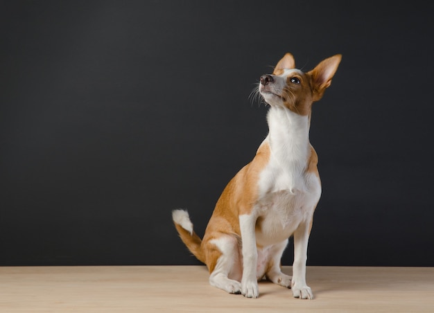 The photo of a little orange dog on gray background