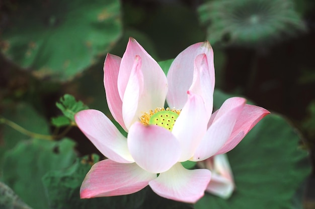 Photo of lotus flowers in the pond