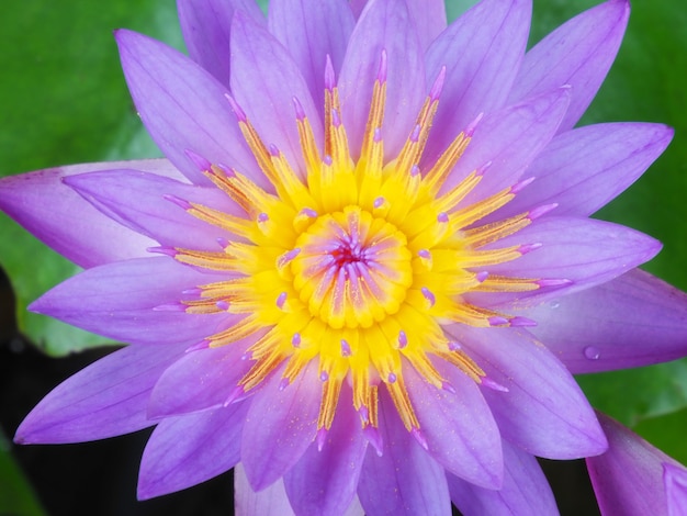 Photo of lotus flowers in the pond