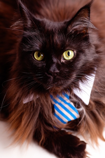 Photo of main coon cat with striped tie. Business concept