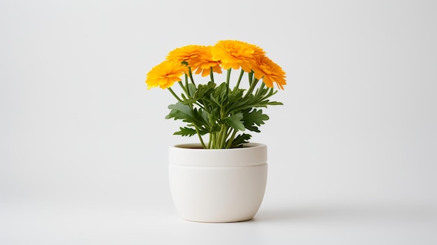 Photo of marigold in minimalist pot as houseplant for home decoration