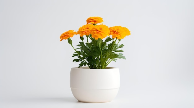 Photo of marigold in minimalist white pot as houseplant for home decoration