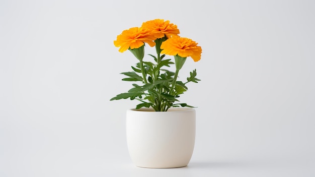 Photo of marigold in minimalist white pot as houseplant for home decoration