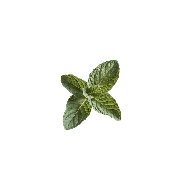 Photo photo of mint leaves on a white background it can be used as graphic design