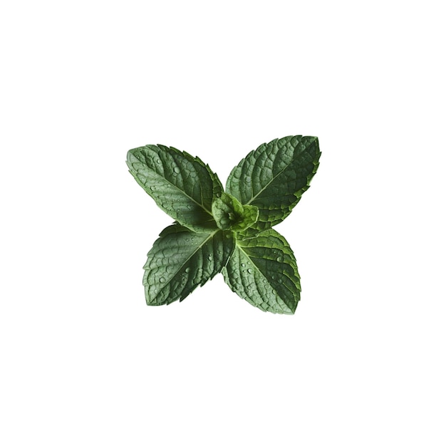 Photo photo of mint leaves on a white background it can be used as graphic design