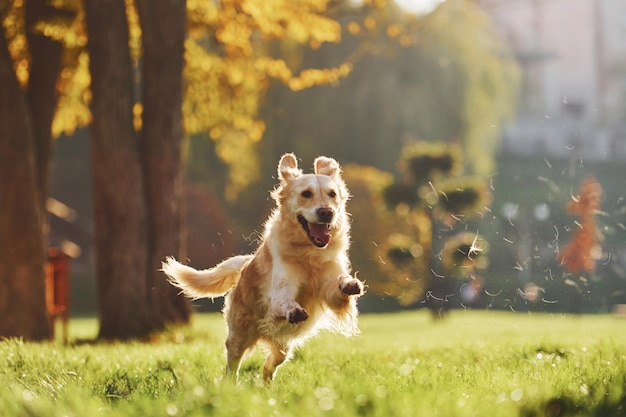 Photo in motion running Beautiful Golden Retriever dog have a walk outdoors in the park