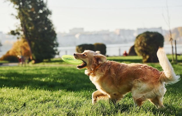 Photo in motion running Beautiful Golden Retriever dog have a walk outdoors in the park