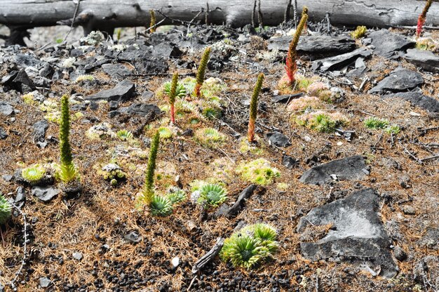 Photo mountain plants molodilo